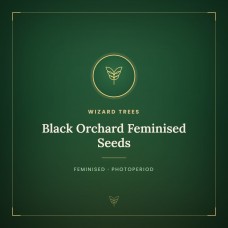 Black Orchard Feminised Seeds