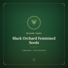 Black Orchard Feminised Seeds Black Orchard Feminised Seeds