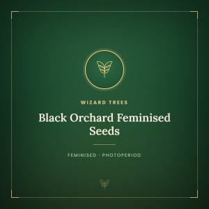 Black Orchard Feminised Seeds Black Orchard Feminised Seeds