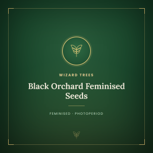 Black Orchard Feminised Seeds Black Orchard Feminised Seeds