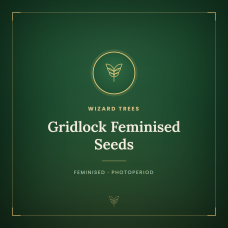 Gridlock Feminised Seeds Gridlock Feminised Seeds