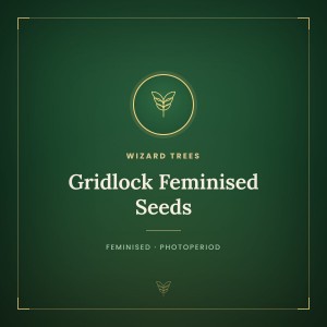 Gridlock Feminised Seeds
