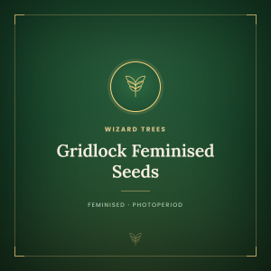 Gridlock Feminised Seeds Gridlock Feminised Seeds