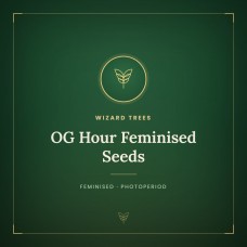 OG Hour Feminised Seeds