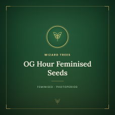 OG Hour Feminised Seeds OG Hour Feminised Seeds
