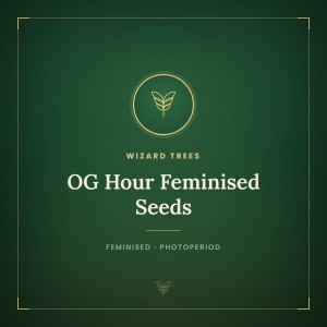 OG Hour Feminised Seeds