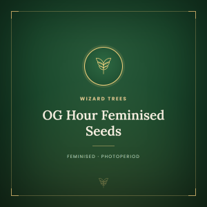 OG Hour Feminised Seeds OG Hour Feminised Seeds