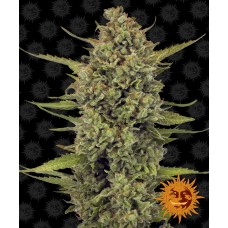 Acapulco Gold Feminised Seeds Acapulco Gold Feminised Seeds