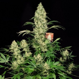 AK47 Feminised Seeds AK47 Feminised Seeds