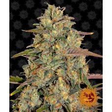 Amnesia Lemon Feminised Seeds Amnesia Lemon Feminised Seeds