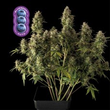 Blueberry Auto Feminised Seeds Blueberry Auto Feminised Seeds