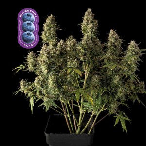 Blueberry Auto Feminised Seeds Blueberry Auto Feminised Seeds