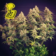 Lemon Auto Feminised Seeds Lemon Auto Feminised Seeds