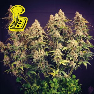 Lemon Auto Feminised Seeds Lemon Auto Feminised Seeds