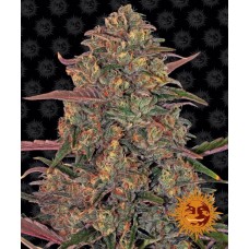 Pineapple Chunk Feminised Seeds Pineapple Chunk Feminised Seeds