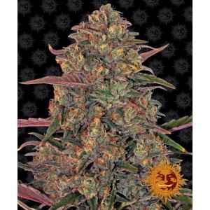 Pineapple Chunk Feminised Seeds Pineapple Chunk Feminised Seeds