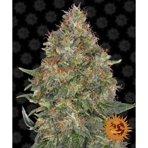 Pineapple Express Auto Feminised Seeds Pineapple Express Auto Feminised Seeds