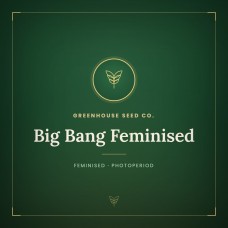 Big Bang Feminised Big Bang Feminised