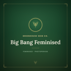 Big Bang Feminised Big Bang Feminised