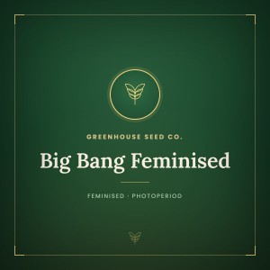 Big Bang Feminised