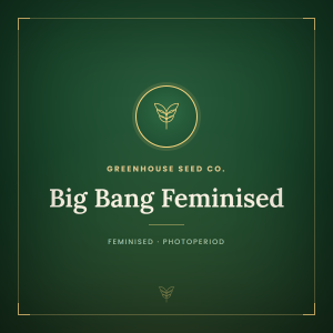 Big Bang Feminised Big Bang Feminised