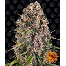 Blueberry Cheese Feminised Seeds Blueberry Cheese Feminised Seeds