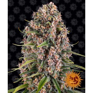 Blueberry Cheese Feminised Seeds Blueberry Cheese Feminised Seeds