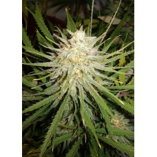 Cinderella 99 Feminised Seeds Cinderella 99 Feminised Seeds