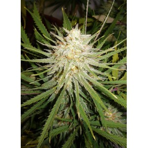 Cinderella 99 Feminised Seeds Cinderella 99 Feminised Seeds