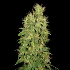 Chronic CBD Feminised Seeds Chronic CBD Feminised Seeds