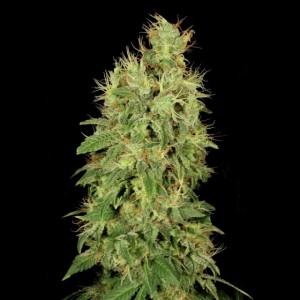 Chronic CBD Feminised Seeds Chronic CBD Feminised Seeds