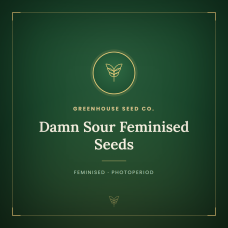 Damn Sour Feminised Seeds