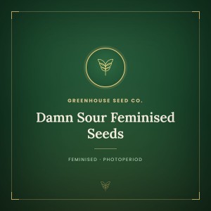 Damn Sour Feminised Seeds