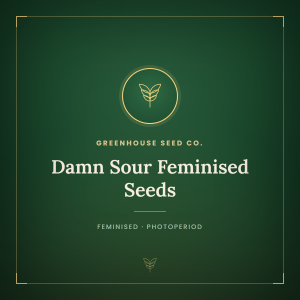 Damn Sour Feminised Seeds Damn Sour Feminised Seeds