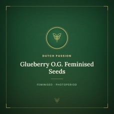 Glueberry O.G. Feminised Seeds Glueberry O.G. Feminised Seeds