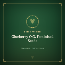 Glueberry O.G. Feminised Seeds Glueberry O.G. Feminised Seeds