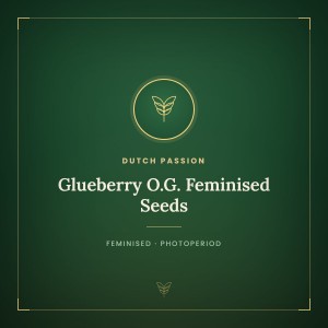 Glueberry O.G. Feminised Seeds Glueberry O.G. Feminised Seeds