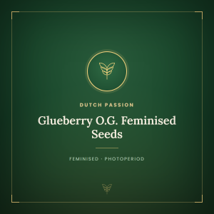 Glueberry O.G. Feminised Seeds Glueberry O.G. Feminised Seeds
