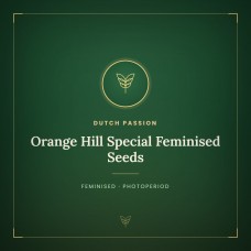 Orange Hill Special Feminised Seeds