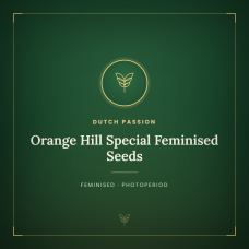 Orange Hill Special Feminised Seeds Orange Hill Special Feminised Seeds