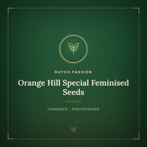 Orange Hill Special Feminised Seeds Orange Hill Special Feminised Seeds