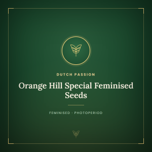 Orange Hill Special Feminised Seeds Orange Hill Special Feminised Seeds