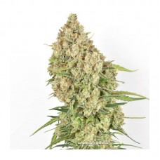 Amsterdam Amnesia Feminised Seeds Amsterdam Amnesia Feminised Seeds