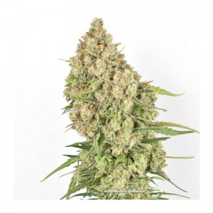 Amsterdam Amnesia Feminised Seeds Amsterdam Amnesia Feminised Seeds