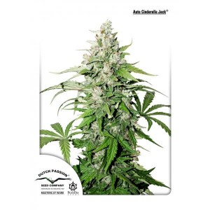 Cinderella Jack Auto Feminised Seeds Cinderella Jack Auto Feminised Seeds