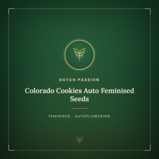 Colorado Cookies Auto Feminised Seeds Colorado Cookies Auto Feminised Seeds