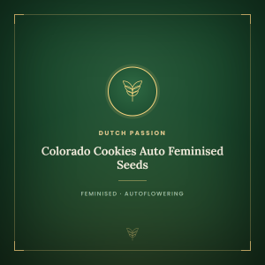 Colorado Cookies Auto Feminised Seeds Colorado Cookies Auto Feminised Seeds