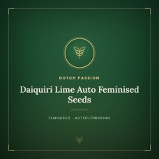 Daiquiri Lime Auto Feminised Seeds Daiquiri Lime Auto Feminised Seeds