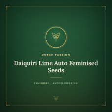 Daiquiri Lime Auto Feminised Seeds Daiquiri Lime Auto Feminised Seeds