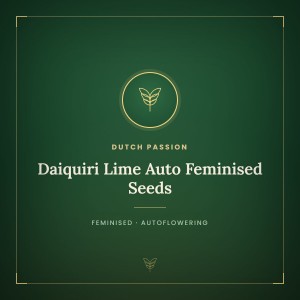 Daiquiri Lime Auto Feminised Seeds Daiquiri Lime Auto Feminised Seeds